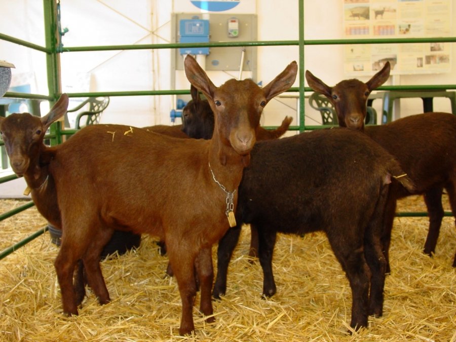 La Rioja comercializará carne de cabrito para evitar el desarraigo