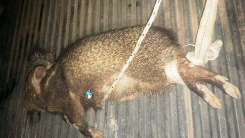 Secuestran un jabalí en Valle Viejo