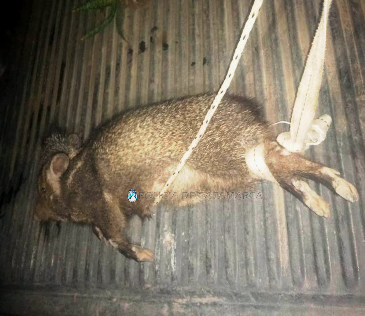 Secuestran un jabalí en Valle Viejo