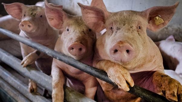 Una cepa de gripe porcina en Brasil podría convertirse en pandemia