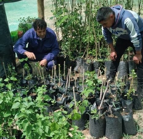 La secretaría de Medio Ambiente entregó árboles nativos en Belén
